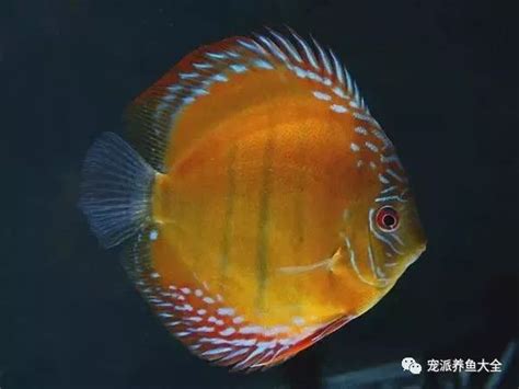 魚躍七彩神仙魚|七彩神仙魚品種及飼養攻略